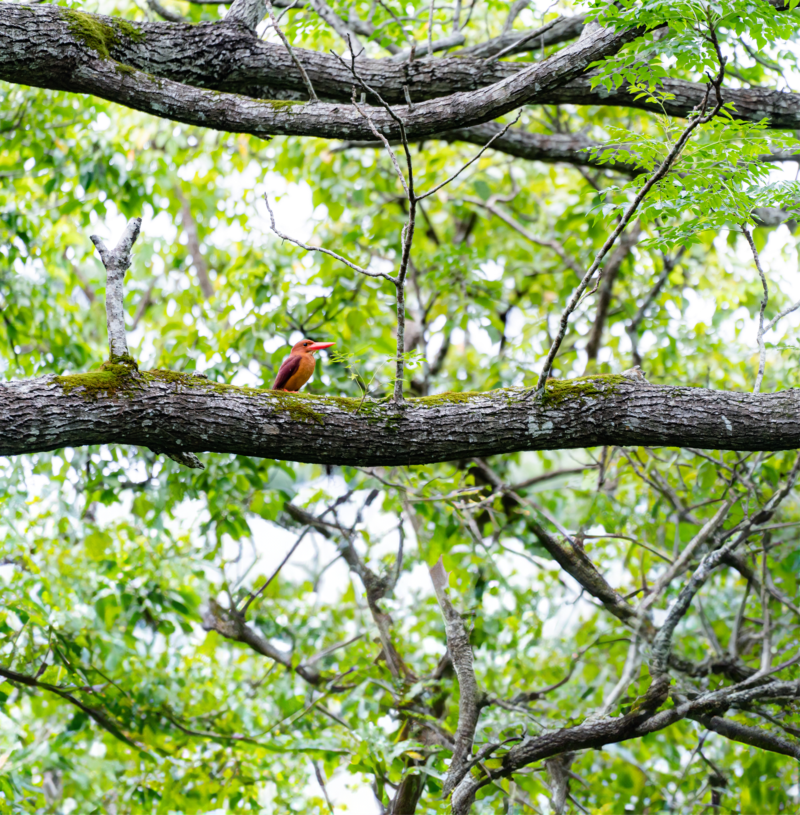 The image of a bird stuck in a tree