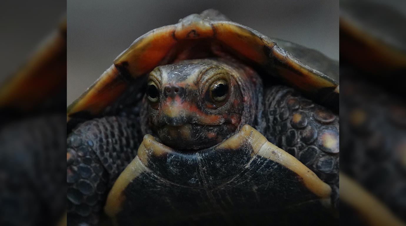 The Sustainable Story of Treeful: Saving Turtles
