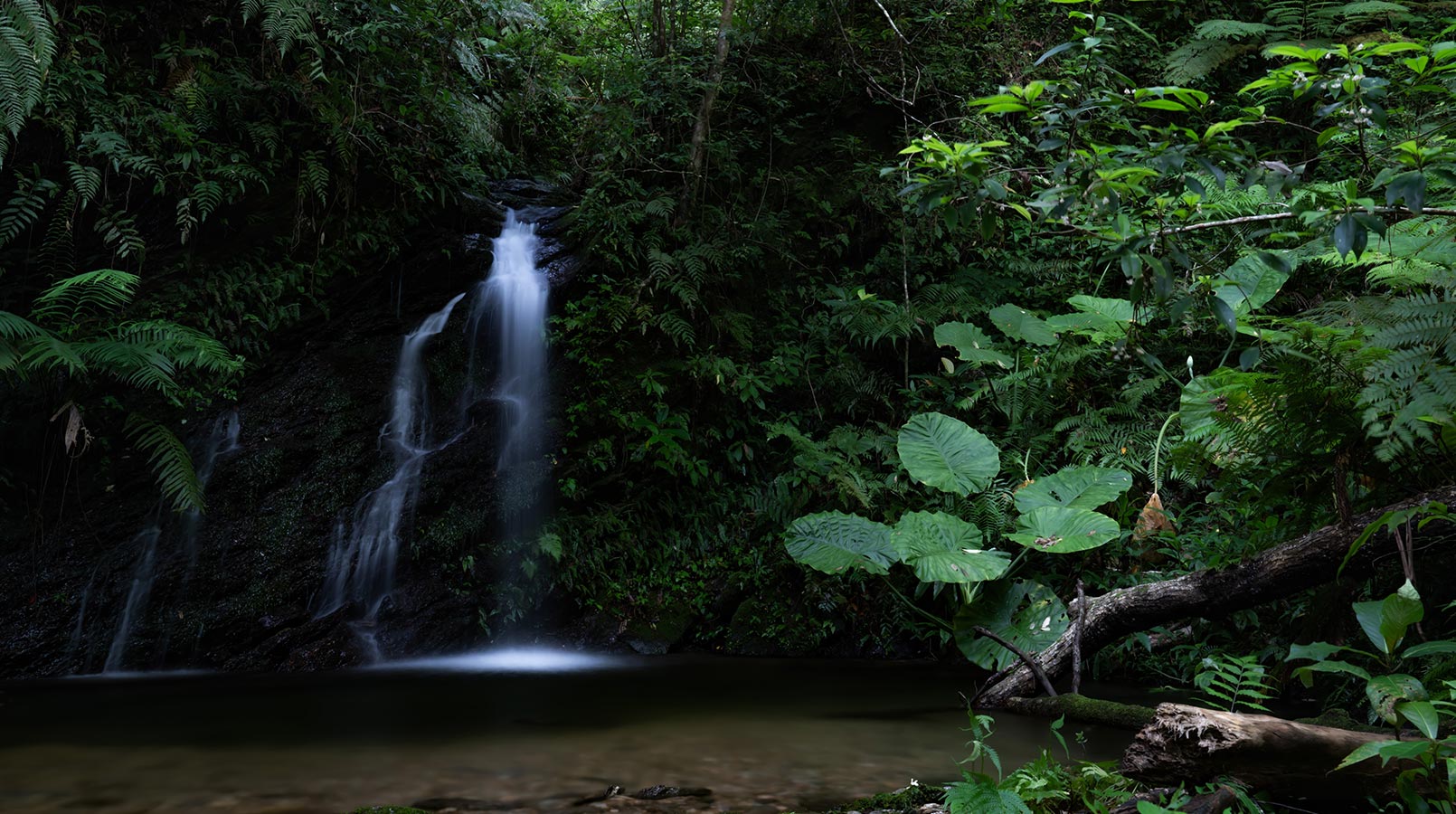 Forest bathing river trekking